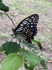 Hestina assimilis assimilis