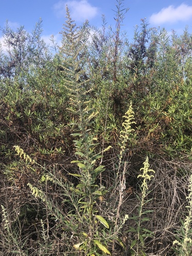 iNaturalist observation photo of California mugwort