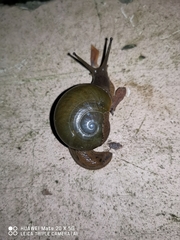 Megaustenia imperator