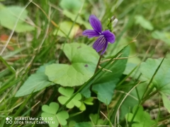 Viola philippica