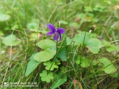 Viola philippica