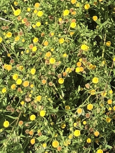 iNaturalist observation photo of Spanish False Fleabane