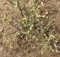 Cleomella parviflora