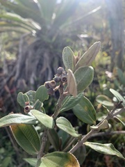 Miconia squamulosa