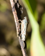 Graphocephala edwardsii