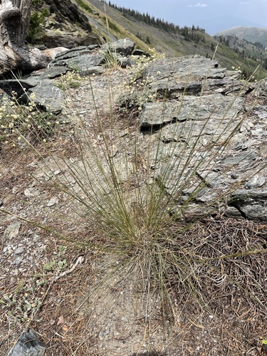 letterman's needle grass (Eriocoma lettermanii)