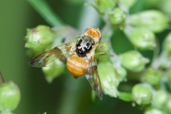 Procecidocharoides penelope