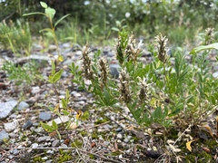 Astragalus laxmannii viciifolius