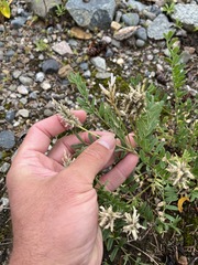 Astragalus laxmannii viciifolius