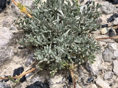 Artemisia potentilloides