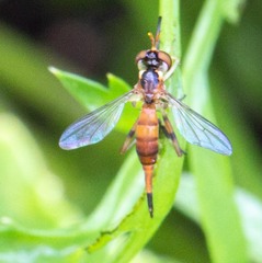 Stylogaster biannulata