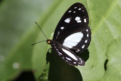 Neptis praslini