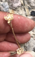 Artemisia potentilloides