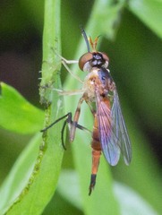 Stylogaster biannulata
