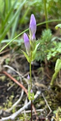 Gentianella propinqua