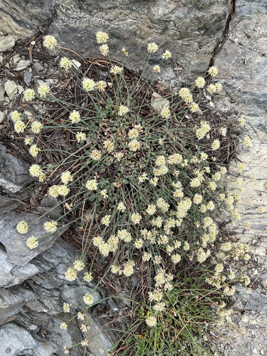 Eriogonum brevicaule var. nanum