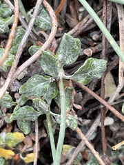 Eriogonum brevicaule nanum