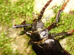 Prionus insularis insularis