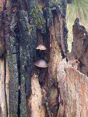 Mycena clarkeana