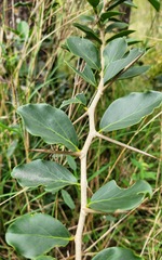 Maclura cochinchinensis