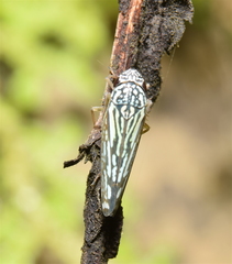 Graphocephala edwardsii