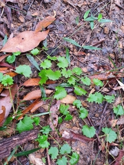 Goodenia rotundifolia