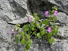 Impatiens putii