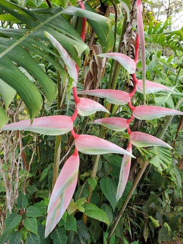 Heliconia chartacea