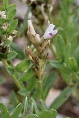 Astragalus laxmannii viciifolius