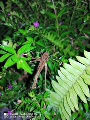 Mecopoda elongata