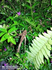 Mecopoda elongata