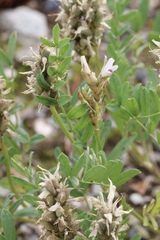 Astragalus laxmannii viciifolius
