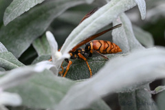 Polistes jokahamae
