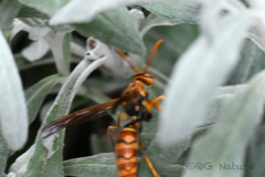 Polistes jokahamae