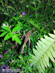 Mecopoda elongata