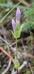 Gentianella propinqua