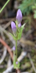 Gentianella propinqua