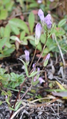 Gentianella propinqua