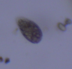 Parameciidae