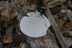 Bresadolia craterella