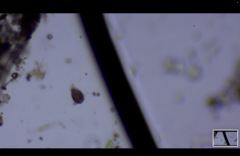 Parameciidae