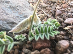 Astragalus malacus