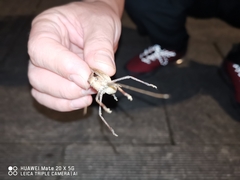 Mecopoda elongata