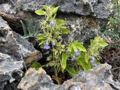 Ornithoboea barbanthera