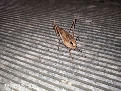 Mecopoda elongata