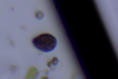 Parameciidae