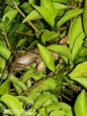 Mecopoda elongata