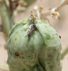 Clypeadon laticinctus