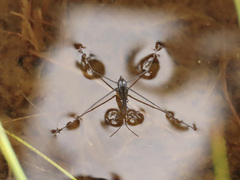 Limnoporus