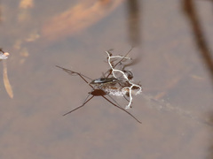 Limnoporus